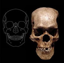 Giant Skull Comparison