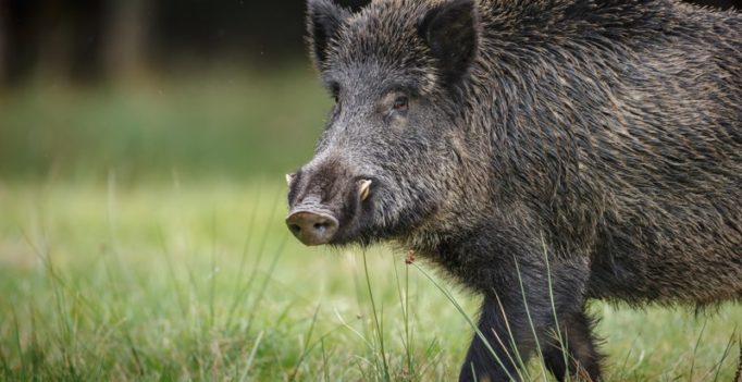 wild-hog